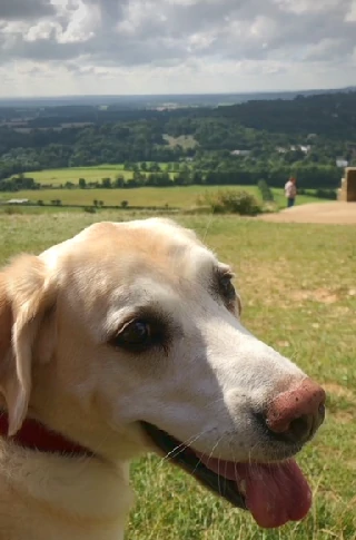 Image of the best dog looking over a hill.