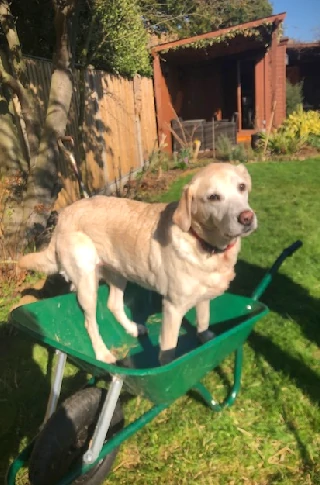 Image of the best dog in a wheel barrow.